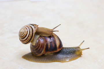 Two snail grape close-up - studio shot, biology, wild life