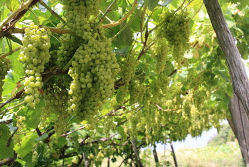 Fototapeta premium Grape