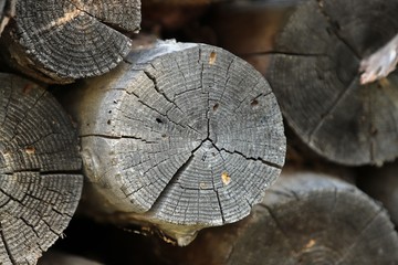 Tree rings old weathered wood texture with the cross section of a cut log