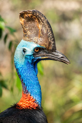 Australian Southern Cassowary