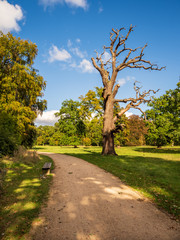 Parklandschaft mit altem Baum und Bank