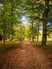 herbstlicher Weg im Park mit alten Buchen