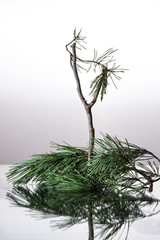 spruce branch spruce nature needles spruce