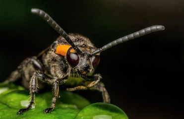 The hornet was caught on the leaf looking for food.