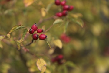 rosehip fruity, rosehip gathering, rosehip fruit for herbal treatment, ripe rosehip fruit
