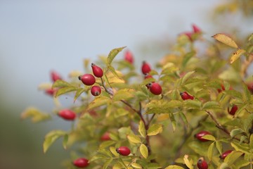 rosehip fruity, rosehip gathering, rosehip fruit for herbal treatment, ripe rosehip fruit