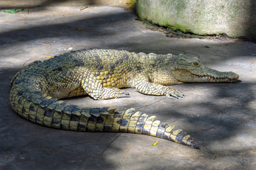 Young crocodile laying on the ground