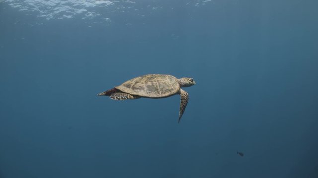 Hawksbill turtle swims in tropical blue water (part of sequence)