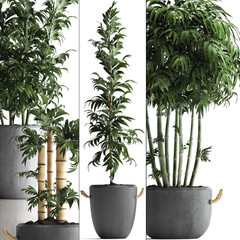 bamboo trees in pots on a white background