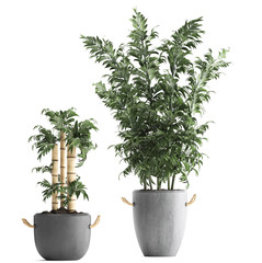 Fototapeta premium bamboo trees in pots on a white background