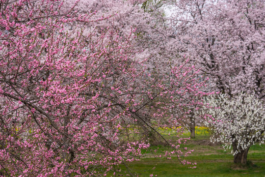 View of Cherry blossom trees Chikuma River River Park