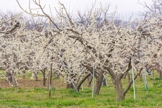 Apricot blossoms in Chikuma City's Mori District in Nagano