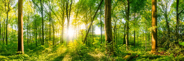 Vom Licht der Sonne durchfluteter Wald wie aus dem Märchen mit großen alten Bäumen im Vordergrund und der strahlenden Sonne im Hintergrund