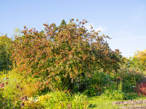 A big shrub of Saskatoon Service berry, Amelanchier ainifolia, in an autumn garden with colorful leaves and juicy, black berries.