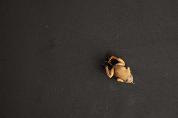 Frog-shaped fishing lure on color background