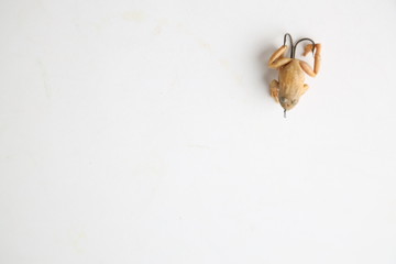 Frog-shaped fishing lure on color background