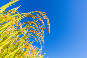 たわわに稔る収穫期の稲田