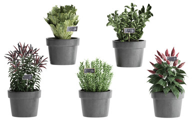 plant for a kitchen in a pot on a white background