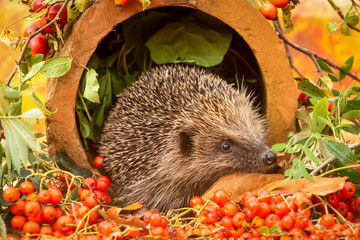 Hedgehog. Wild, native, European hedgehog facing right, in Autumn with red berries.  Horizontal. ...