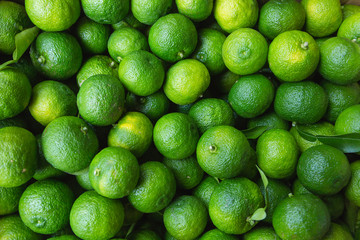 出荷される青いユズ