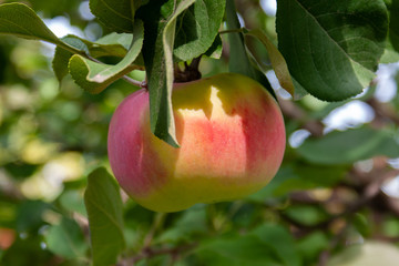 Red Ripe apples on a branch on a background of green foliage. Close-up on a sunny day