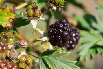 bunch of ripe and unripe blackberries on a bush in the garden