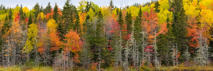 A forest in Canada, during the Indian summer, beautiful colors of the trees