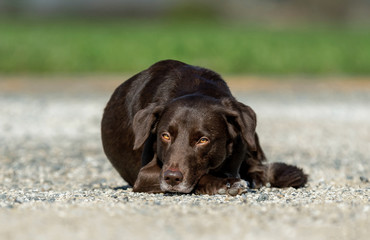 Chien allongé