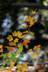 Season of beautiful autumn leaves.artvin
