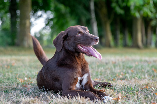chien souriant