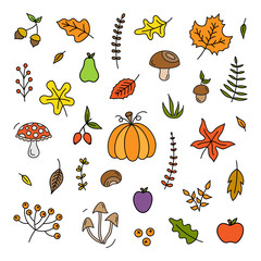 Autumn plants, nuts, fruit and mushroom vector illustration set. Fall colorful hand drawn outlined natural forest leaves, berries and fruit collection. Isolated.