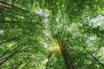 Fototapeta premium In silent forest, low angle view below tall trees