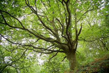 Green trees