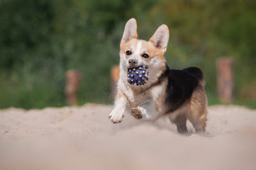 cute tricolor dog welsh corgi pembroke is running and playing with ball on the sand on the beach
