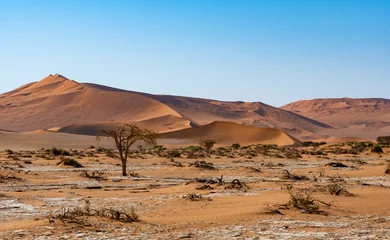 Fotobehang Désert de sossusvlei en Namibie, Afrique © Pierre vincent
