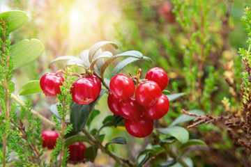 Bunch of ripe red lingonberries on a bush in the forest