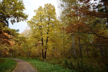 Obraz premium autumn in the forest