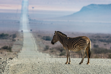 Fototapeta na wymiar Zèbre sur la route en Namibie, Afrique
