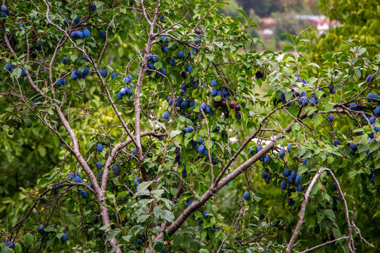 Plum trees in September in Dilijan, Armenia