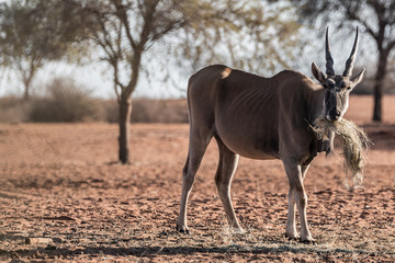 Koudou au parc national d'etosha en Namibie, Afrique