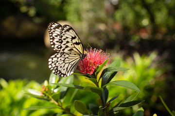 Malabar tree nymph butterfly