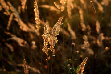 Background yellow blades of grass glowing in the sun.Macro