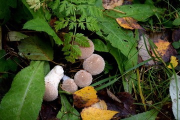autumn mushrooms in the grass