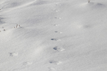 footprints in snow