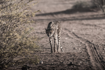 WILD CHEETAHS IN THE NATURE ON NAMIBIA