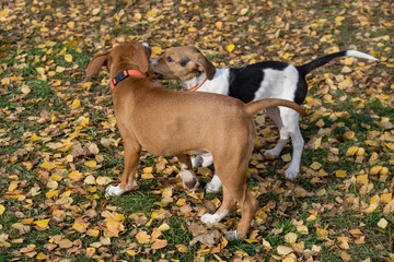 Estonian hound puppy and american staffordshire terrier puppy are playing in the autumn park. Pet...