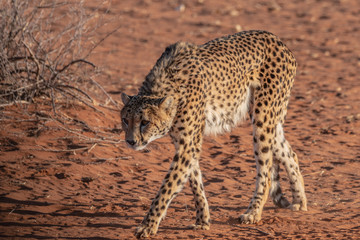 Guépard en Namibie, Afrique