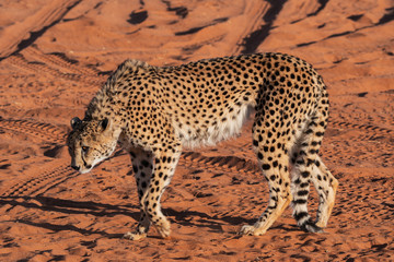Guépard en Namibie, Afrique