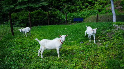 Obraz na płótnie Canvas 新潟県湯沢町、アルプの里のヤギ牧場