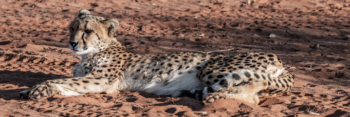 Guépard en Namibie, Afrique